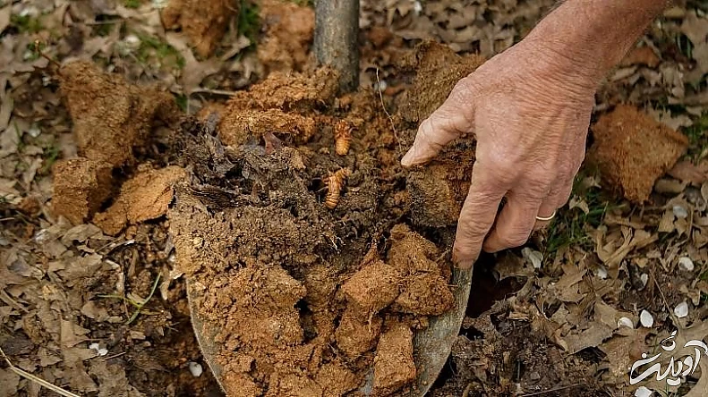 آسوشیتدپرس